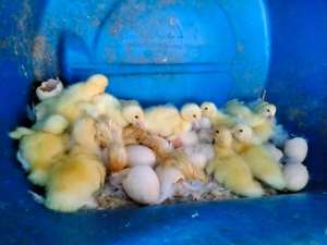 Muscovy Ducklings Unsexed 2/3 Weeks Old