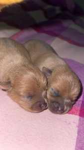 Purebred chihuahua puppies 🐶