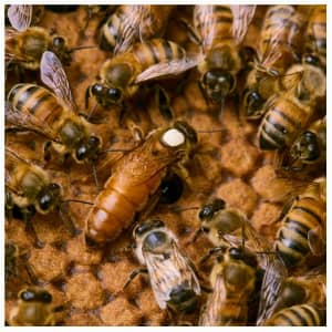 MATED ITALIAN QUEEN BEE AVAILABLE EVERY WEEK