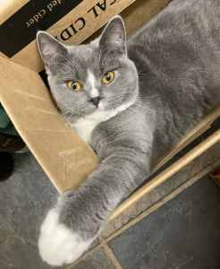 STUNNING British Shorthair Female, 3 yrs old, ready for new home