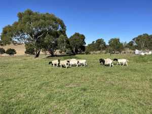 10 Dorper Ewes - Cooma