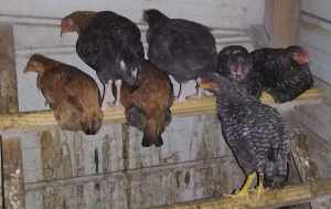 7 heritage crossbreed chickens 4 months old