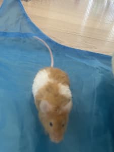 Pet mouse with cage & accessories