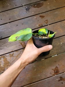 Philodendron Brazil - baby plant