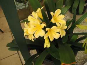 Potted Yellow Clivia For Sale.