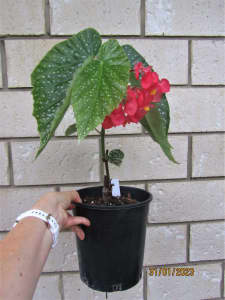 cane begonia | Plants | Gumtree Australia Free Local Classifieds