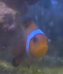 Clownfish pair, bi colour blenny and marine invertebrates for sale