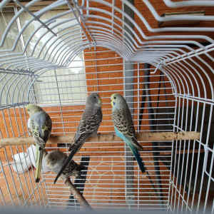 Young Avairy Budgies. $30 each