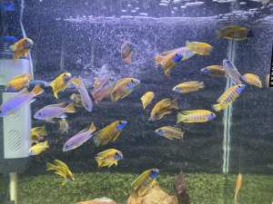 Assorted African cichlids/ 7-8-cm /from $25