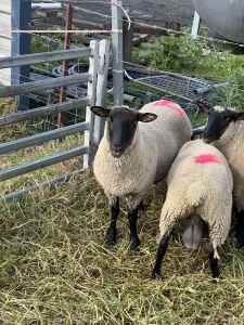 Sheep ram 