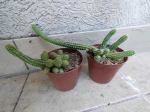 Easy Care Cactus Clones! 