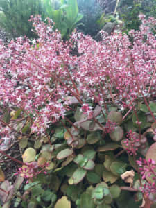 Fairy Crassula Succulent Crassula multicava - Pot plant Groundcover