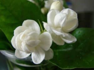 1 Plant _ Chinese jasmine_ Jasminum sambac _ Perfume 