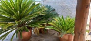 Cycad with pots