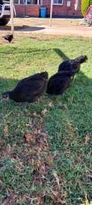 4 black australorp chickens PRICE DROPPED!!
