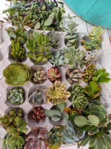 succulent for sale 40 varieties more than 50 cuttinhs