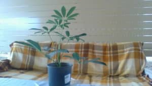 Umbrella Plant - Cyperus