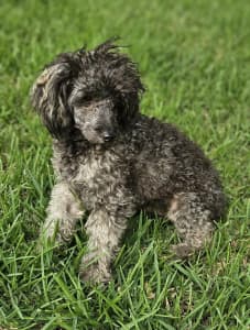 TOY POODLE MALE DNA CLEAR