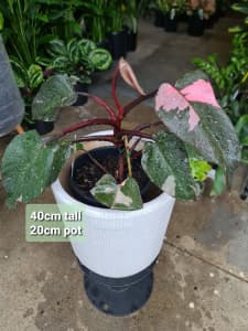Philodendron Pink Princess / 40cm / 20cm pot / Statement Piece