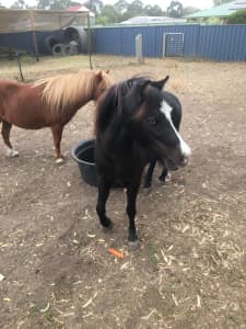 Horses Miniature 2 Free and or 2 Horse Float $5000, buy both for 5k