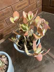 Flapjacks / Flapjack Succulent Plant in Glazed Terracotta Pots. x2