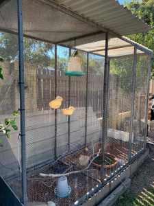 Aviary with 2 canaries