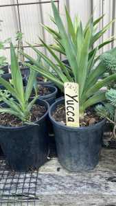 Yucca plants 14cm pots $6.00