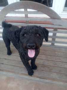 Hungarian sheepdog/Puli looking for new home