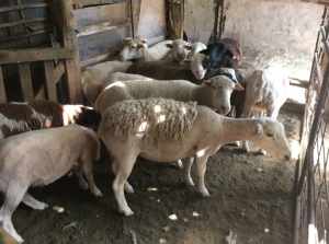 Dorper Cross Ewes Showing in Lamb