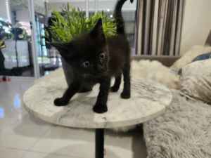 Rescue Kitten - Beau