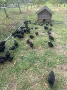 Australorp Rooster Chickens Only!!!!!!!