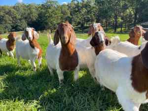 Boer Goats young wethers