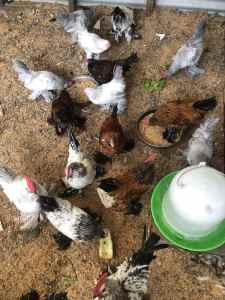 Belgian d’Uccle Roosters For Sale