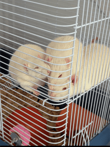 Pet Rats with cage and accessories