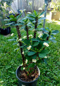 Crown Of Thorns Plant - euphoria milli