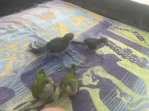 Hand Raised Tame Quaker Parrots