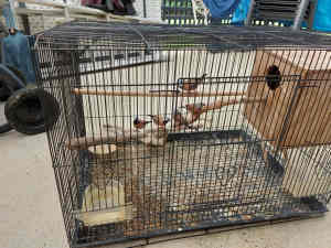 Black Throat finches with cage