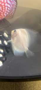 White discus fish for sale