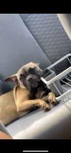 NEW HOME NEEDED ASAP FEMALE FRENCHIE MIX 