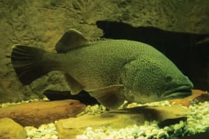 【Best Quality】🐟Premium Pond Fish/Australian native fish