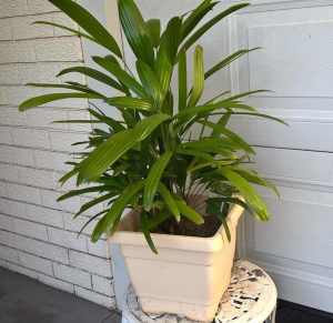 Lady Palm (Rhapis Excelsa) ( Indoor palm).