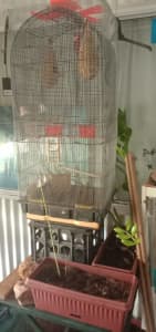 Bird cage and two quails and two finches 