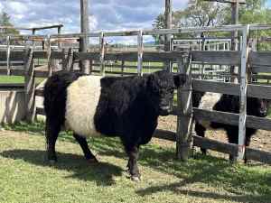 Black Miniature Belted Galloway Cow