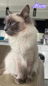 No ragdoll kittens available 