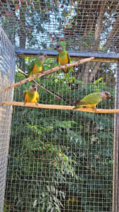 Senegal Parrots unrelated young pair