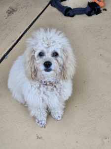 Toy Cavoodle puppy female