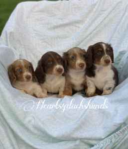 Purebred long hair miniature / mini dachshund puppies