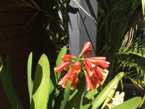 RED BELL CLIVIAS IN POTS