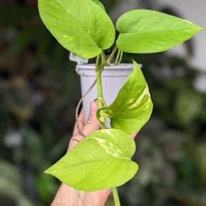 Epipremnum Aureum Pothos - Devils Ivy - 105mm (Goulburn Delivery Sunda