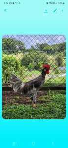 Free to good home ,Rooster 